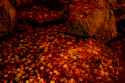 warm leaves