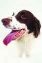 dogdetail