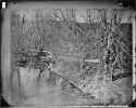 1860 Mathew Brady, American Civil war, View in Wilderness, Va, ca. 1860 - ca. 1865