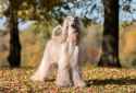 afghan hound