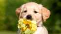 198635-3840x2160-desktop-4k-puppy-background
