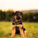 puppy_dog_animal_209844_3415x3415