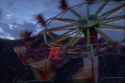 Whirler