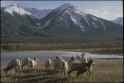 Goats at Mountain