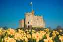 cardiff-castle-daffodils
