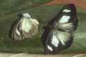 Itaballia caesia