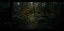 Trees2b