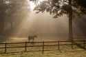 lonesome horse in pen germany