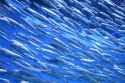 forage fish