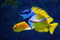 colorful ridged fish
