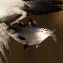 American_Gizzard_Shad