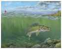 walleye
