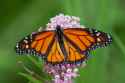 monarch2