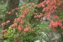 forest flower scene from japan