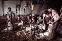 sheep_shearers