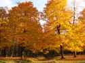autumn colors