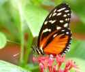 tiger longwing