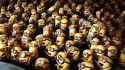 the teeming minnions