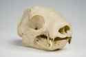 sloth skull