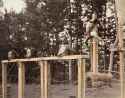 1865 Crucifixion of the Servant Sokichi in 1865, above the decapitated heads of other criminals. Yokohama, Japan