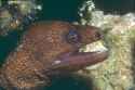 EEL