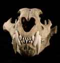 tiger skull