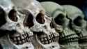 Skulls
