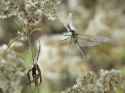 freezing dragonfly in flight