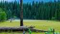 wild_forest