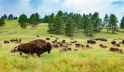 bison cool