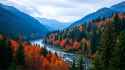 forest and river
