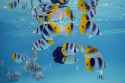 Pacific_double-saddle_butterflyfish