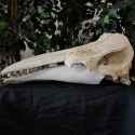 whale_skull