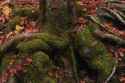primeval forest 2