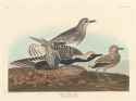 Cuvier&#039;s Wren