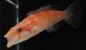 Oriental Maori Wrasse