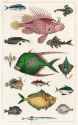 Various Fishes