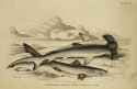 james hope stewart_hammer headed shark, common tope