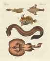 friedrich johann justin bertuch_fische 7