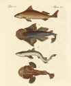 friedrich johann justin bertuch_fische 15
