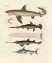 friedrich johann justin bertuch_fische 6