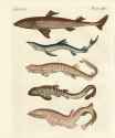 friedrich johann justin bertuch_fische 14
