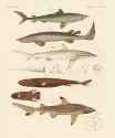 friedrich johann justin bertuch_fische 68