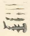 friedrich johann justin bertuch_fische 59