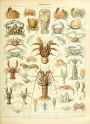 adolphe millot_crustaccs