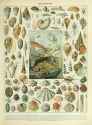 adolphe millot_mollusques