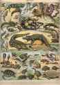 adolphe millot_reptiles