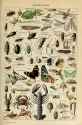 adolphe millot_arthropodes