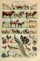 adolphe millot_domestiques animaux