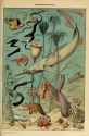adolphe millot_occanographie